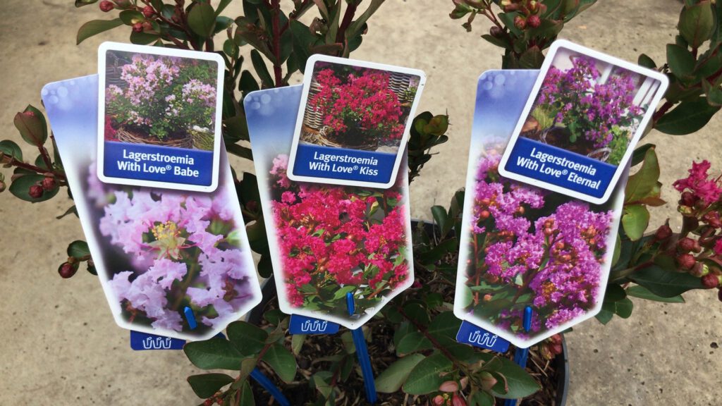 Lagerstroemia indica, aparte zomer bloeiende struik in diverse kleuren verkrijgbaar,