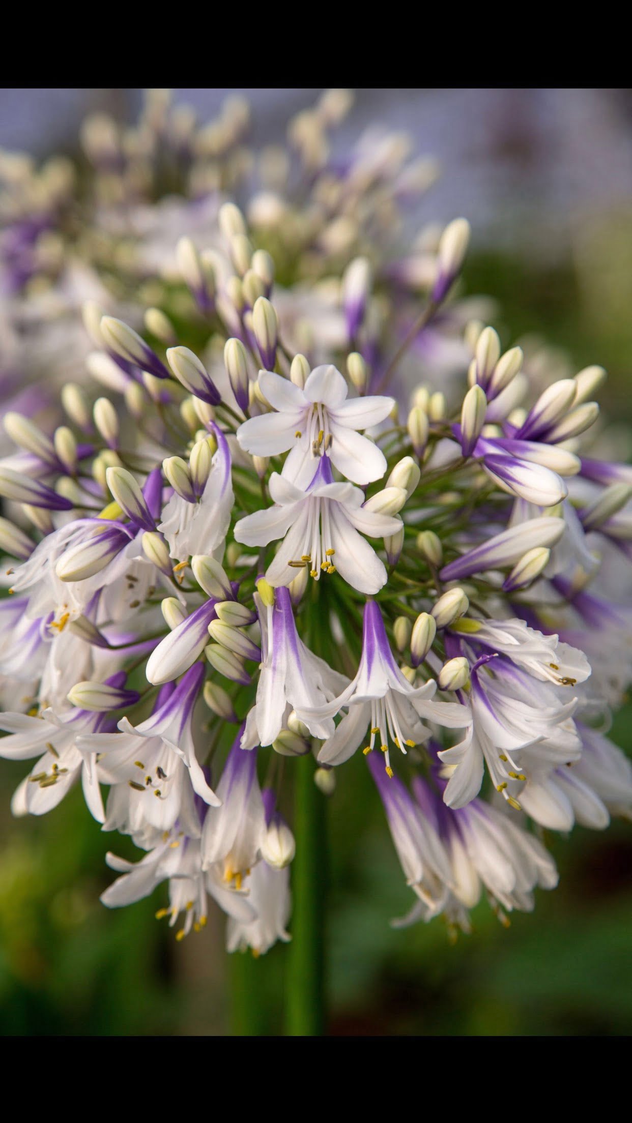 Agapanthus ‘’Fireworks’’- tweekleurig, groenblijvend - Afbeelding 2