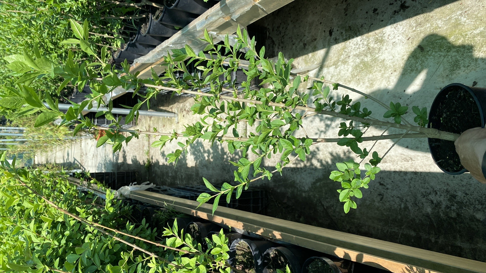 Liguster ovalifolium in diverse hoogtes verkrijgbaar,
