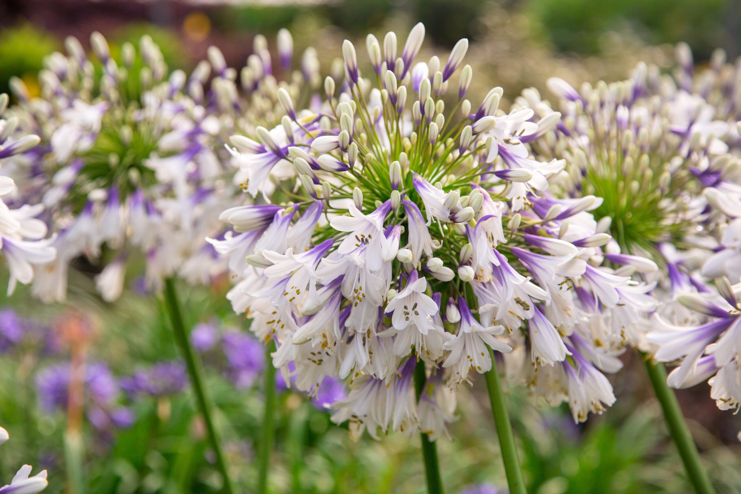 Agapanthus ‘’Fireworks’’- tweekleurig, groenblijvend - Afbeelding 3