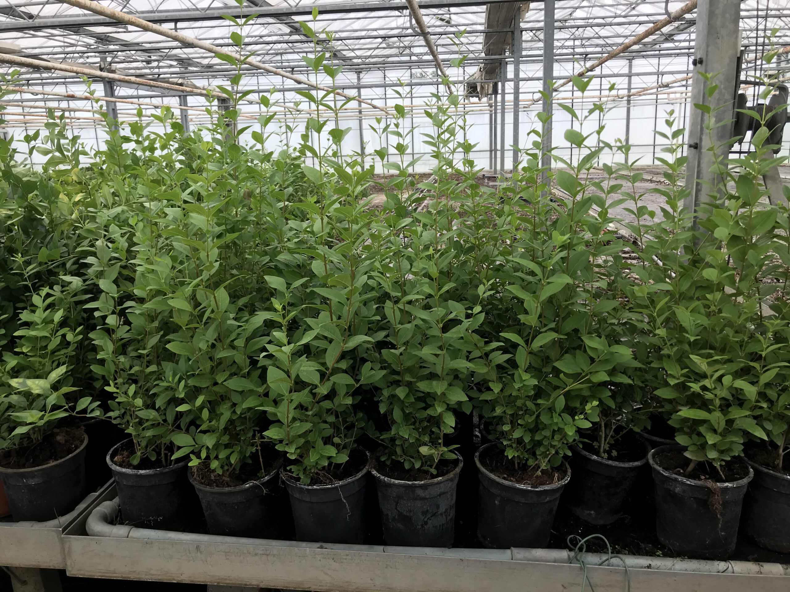 Ligustrum Ovalifolium -Haagliguster 40/60 t/m 125/150 cm in pot - Afbeelding 2