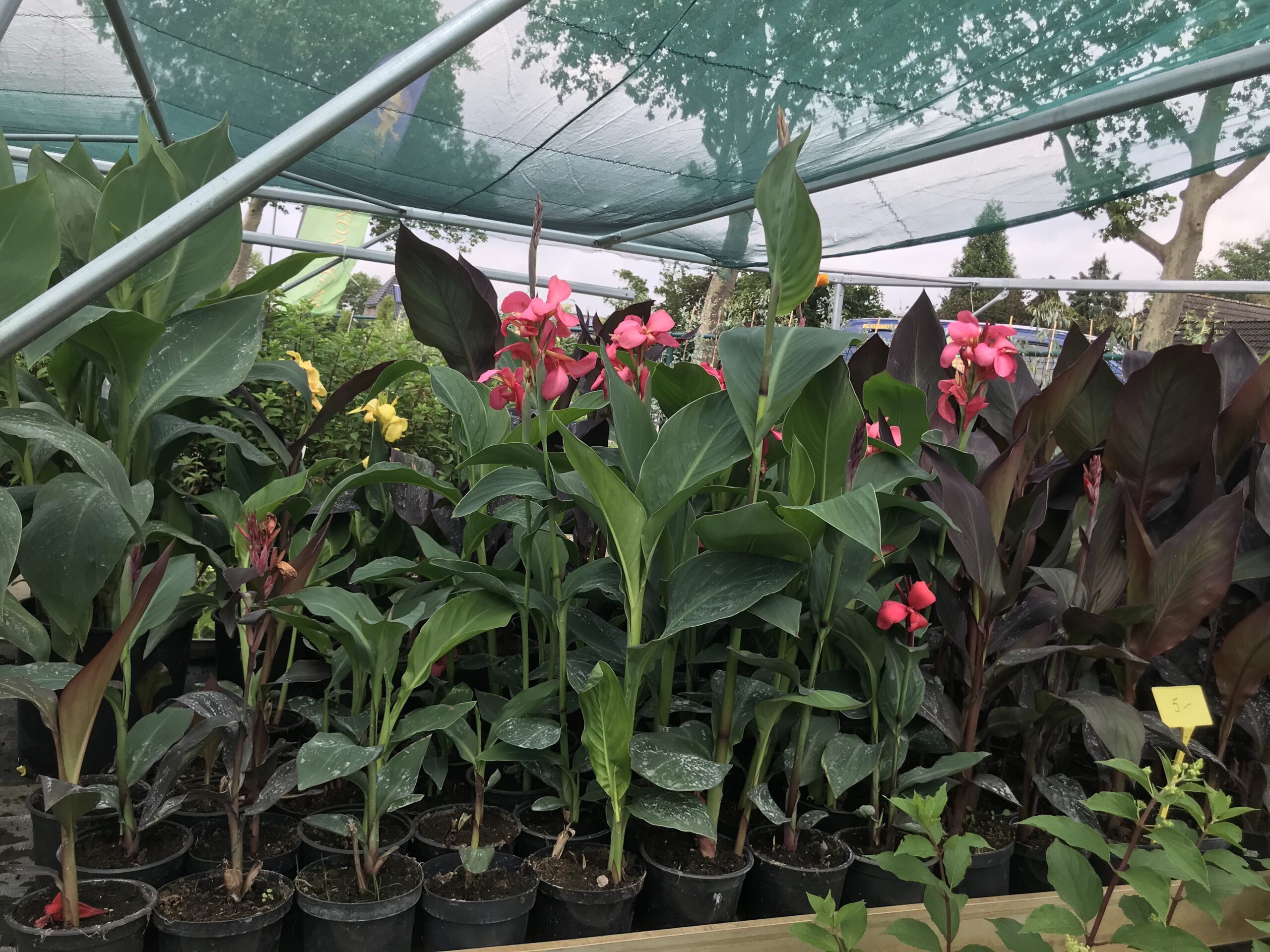 Canna indica - in diverse kleuren - Afbeelding 6