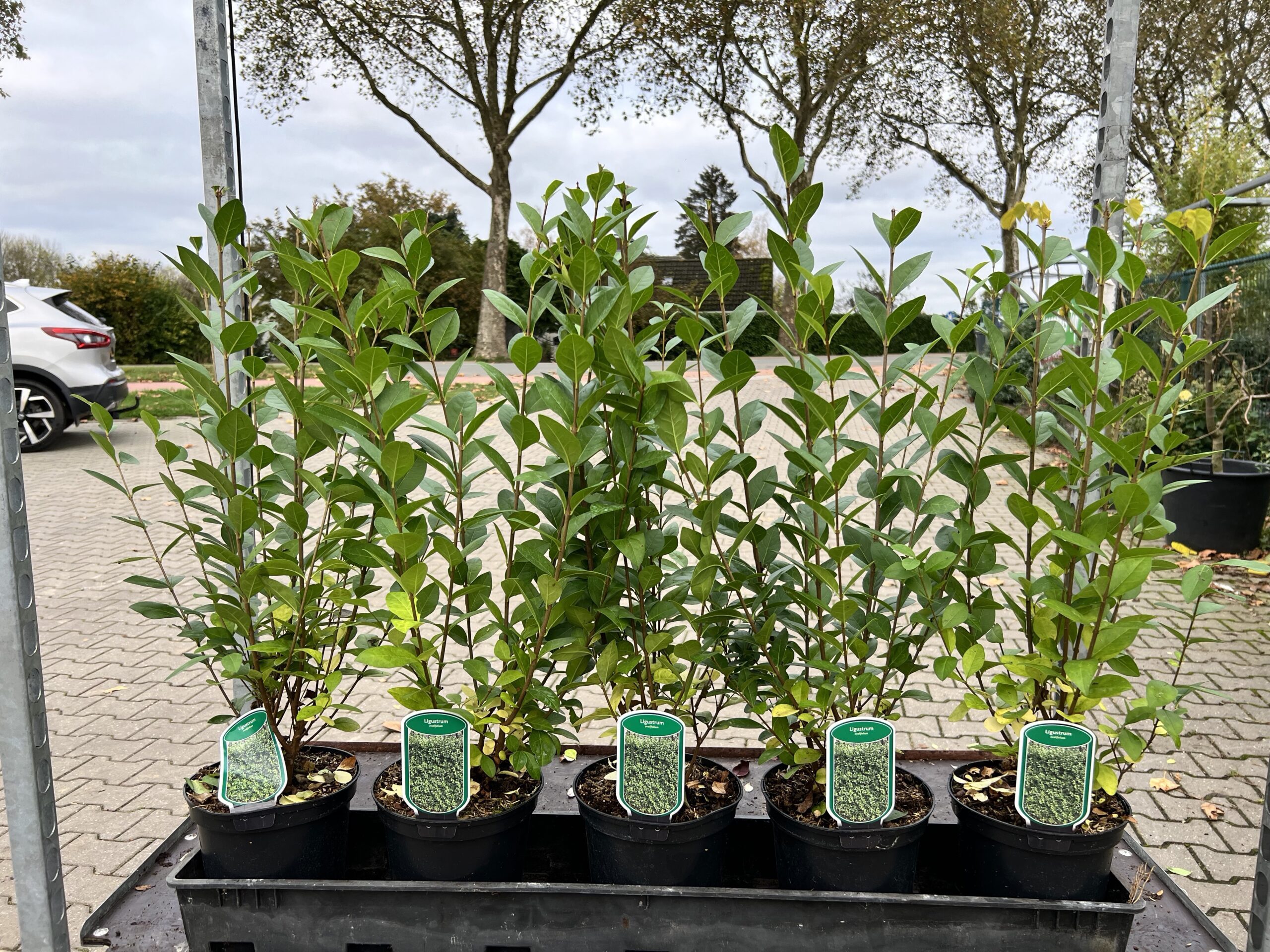 Liguster 60/80 volle struiken in 19 cm/3 liter pot, 4 A 5 per meter