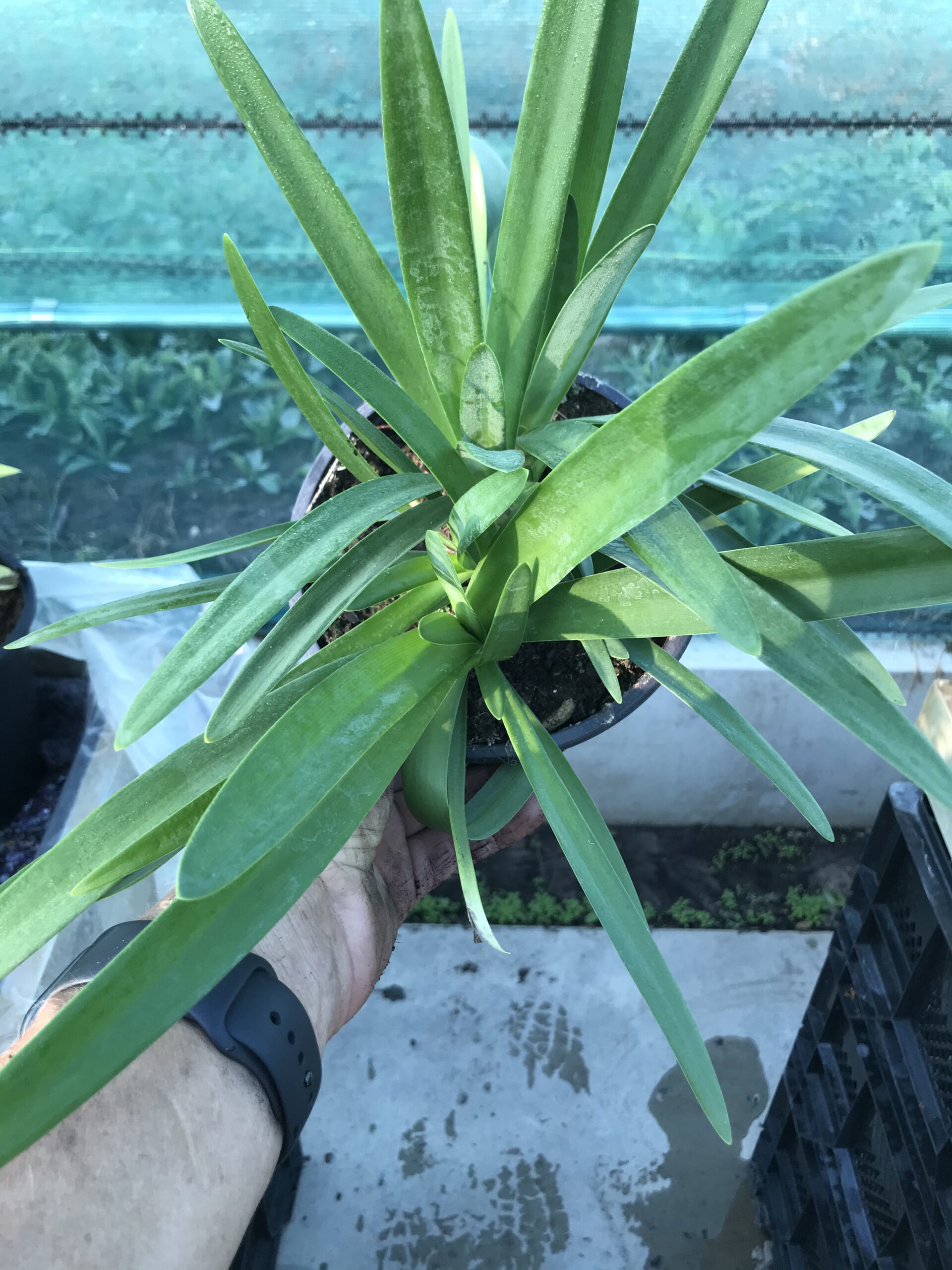 Agapanthus ‘’Fireworks’’- tweekleurig, groenblijvend - Afbeelding 5