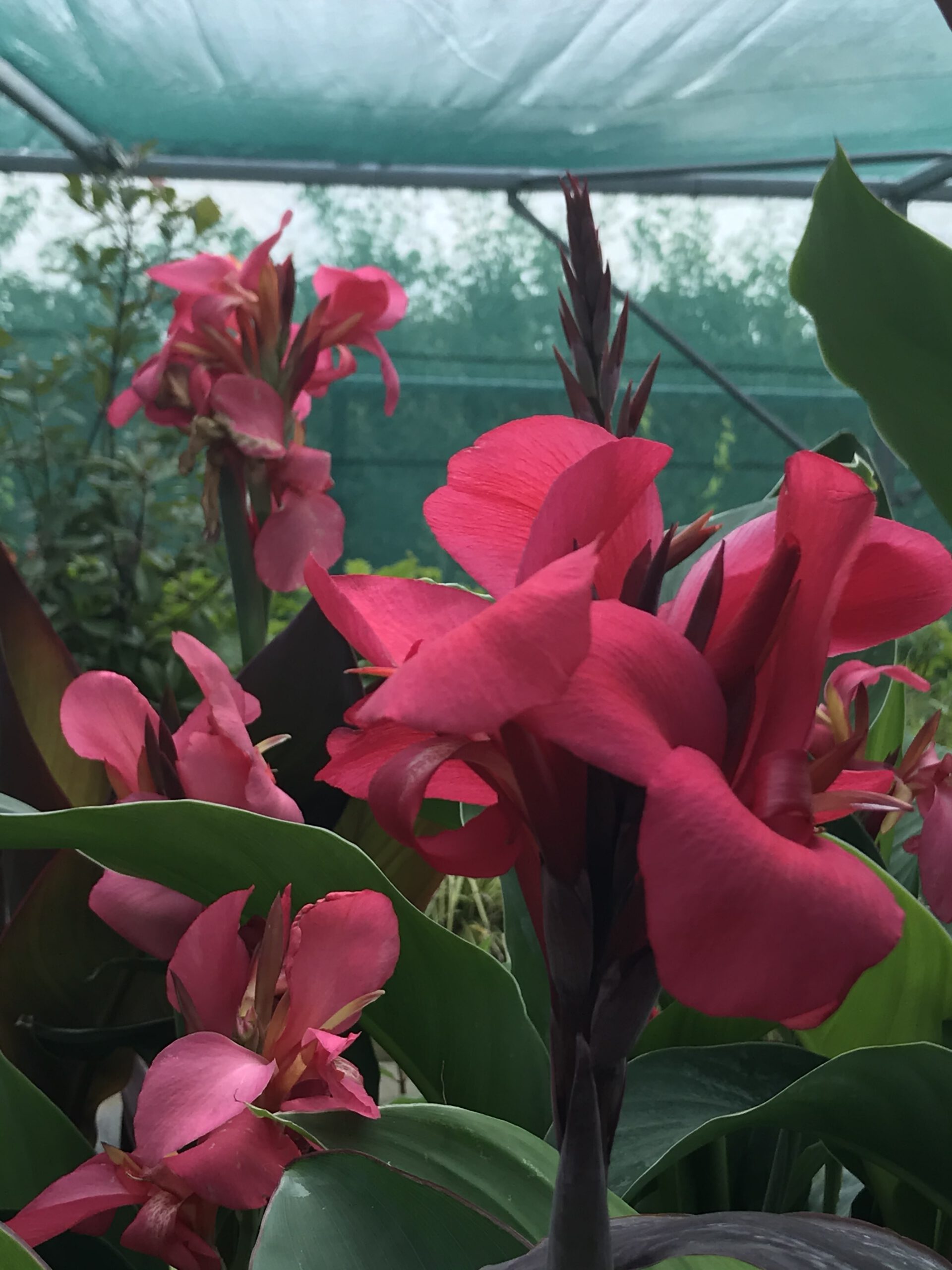Canna indica - in diverse kleuren - Afbeelding 3