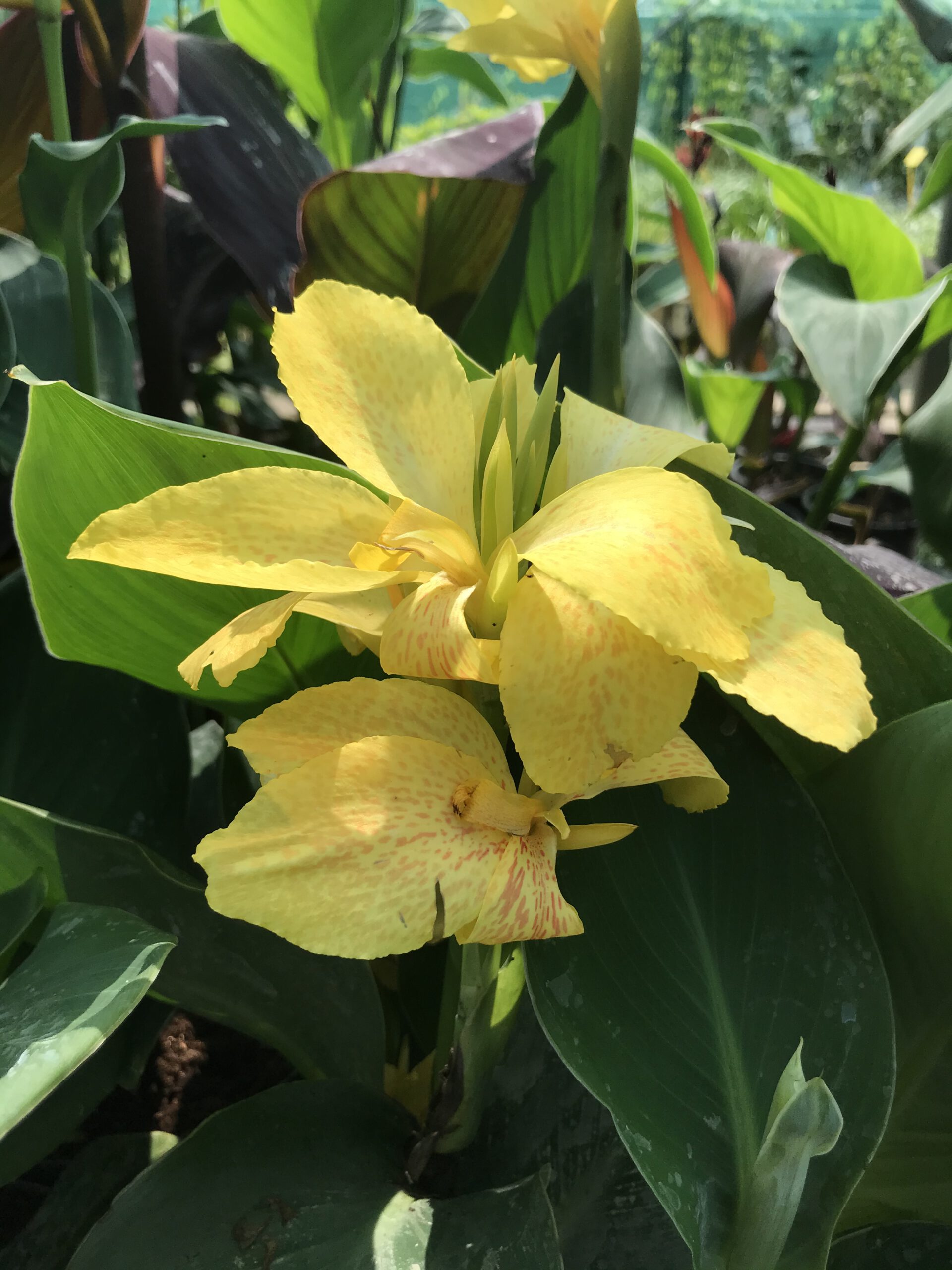 Canna indica - in diverse kleuren - Afbeelding 2