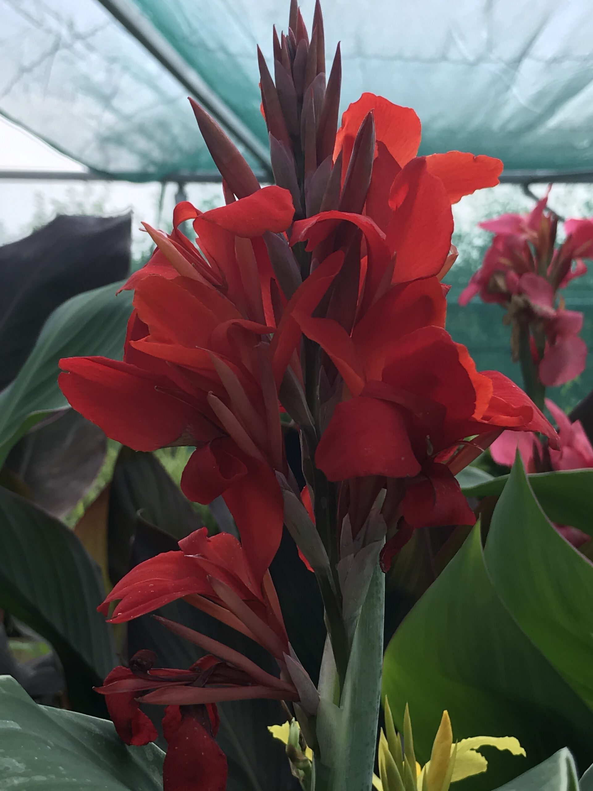 Canna indica - in diverse kleuren - Afbeelding 4