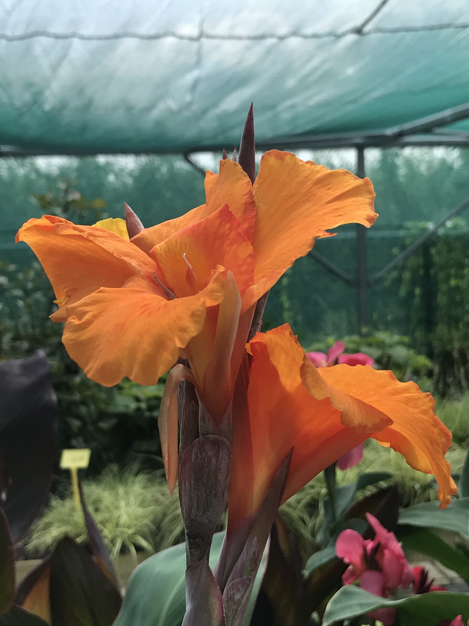 Canna indica - in diverse kleuren - Afbeelding 5