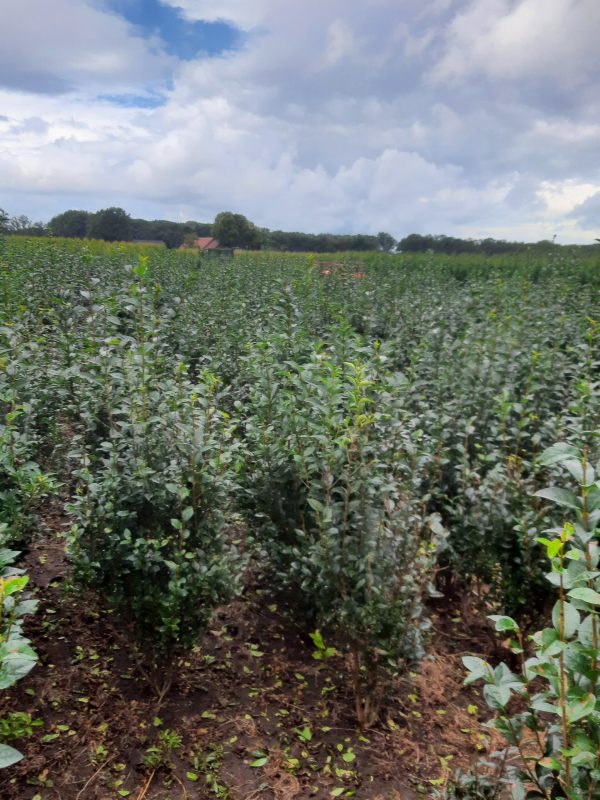 Ligustrum Ovalifolium -Haagliguster 40/60 t/m 125/150 cm in pot - Afbeelding 5