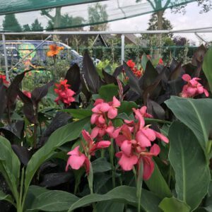 Canna indica, in diverse kleuren verkrijgbaar bij kwekerij Buxuskoning