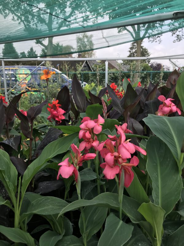 Canna indica, in diverse kleuren verkrijgbaar bij kwekerij Buxuskoning