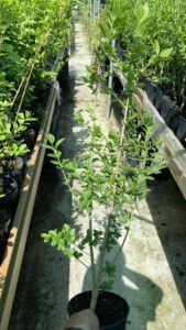 Liguster ovalifolium in diverse hoogtes verkrijgbaar,