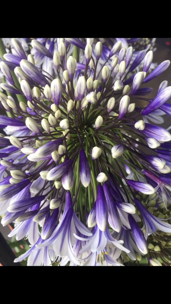 2 kleurige groenblijvende Agapanthus