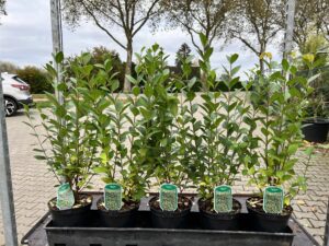 Liguster 60/80 volle struiken in 19 cm/3 liter pot, 4 A 5 per meter