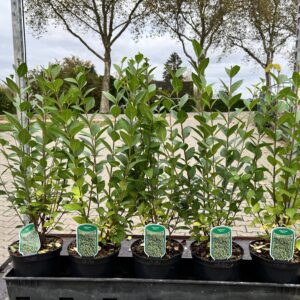 Liguster 60/80 volle struiken in 19 cm/3 liter pot, 4 A 5 per meter