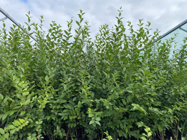 Ligustrum Ovalifolium -Haagliguster 40/60 t/m 175/200 cm | Buxuskoning