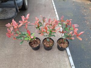 Photinia Carré Rouge, getopt en nu weer mooi rood uitgelopen.