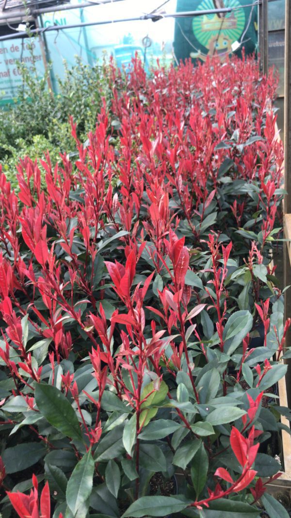 Photinia Carré Rouge in 17 cm pot,