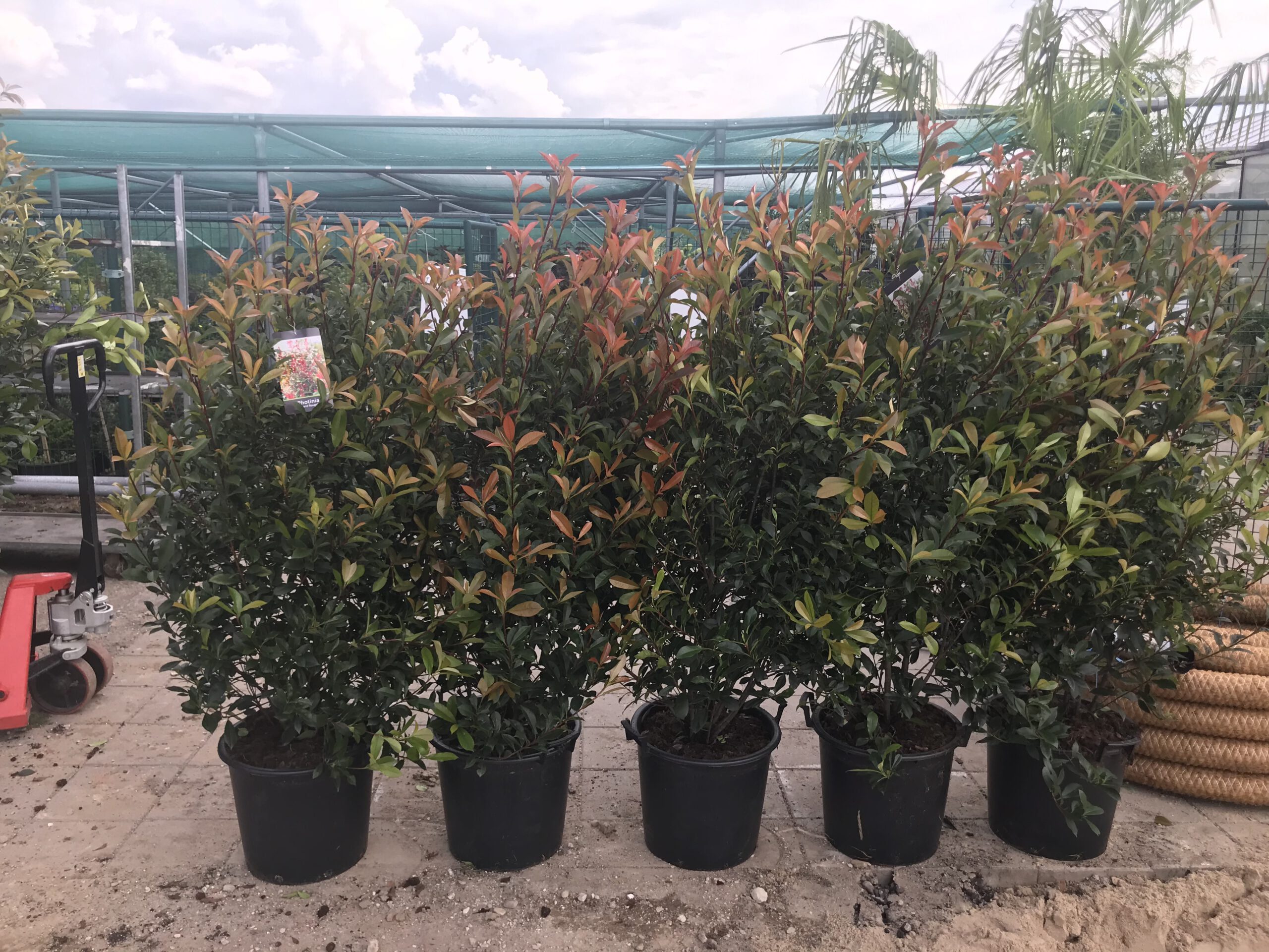 Photinia fraserii “Carré Rouge” - Glansmispel 40/60 t/m 60/80 cm - Afbeelding 3
