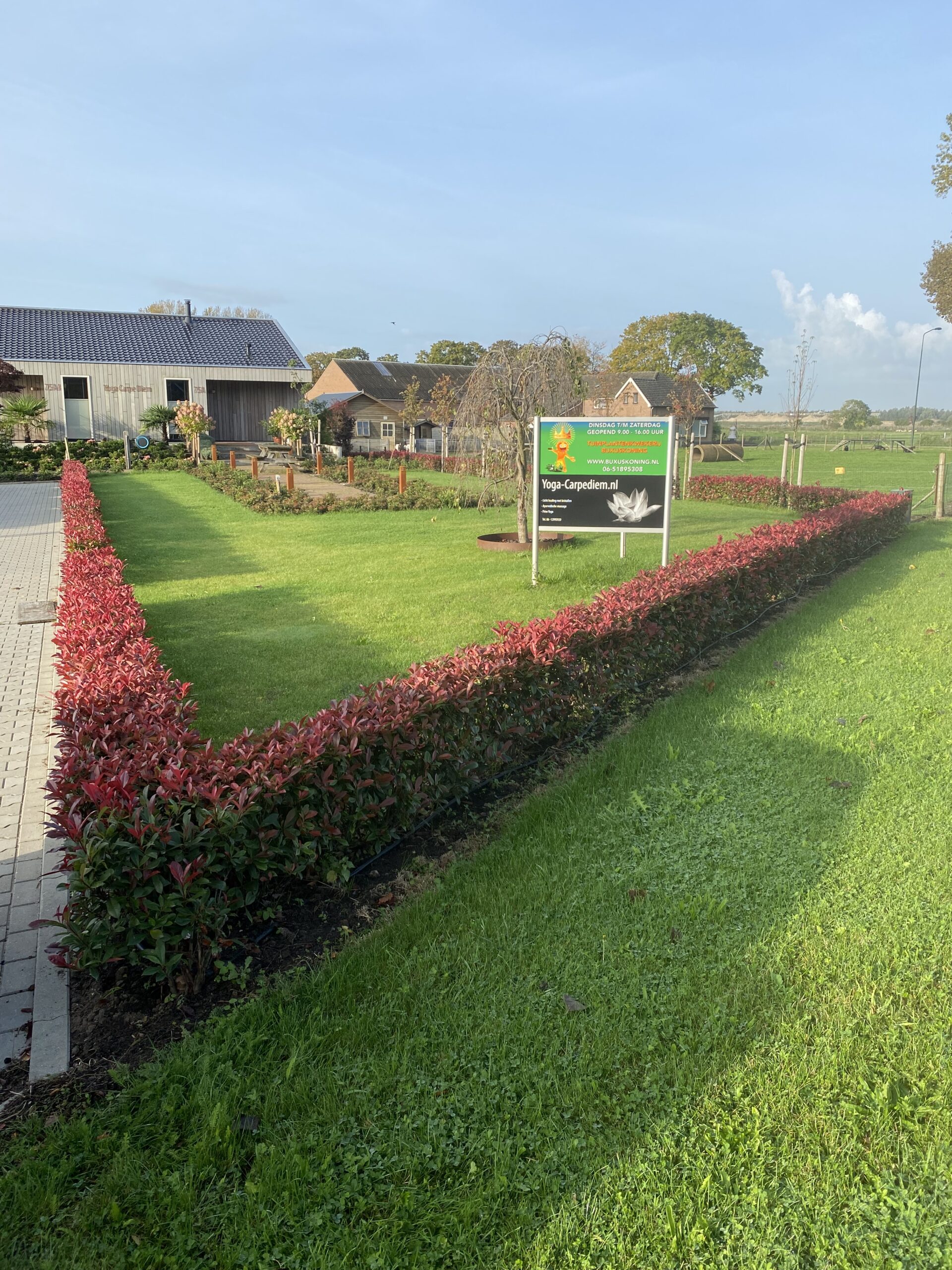 Photinia fraserii “Carré Rouge” - Glansmispel 40/60 t/m 60/80 cm