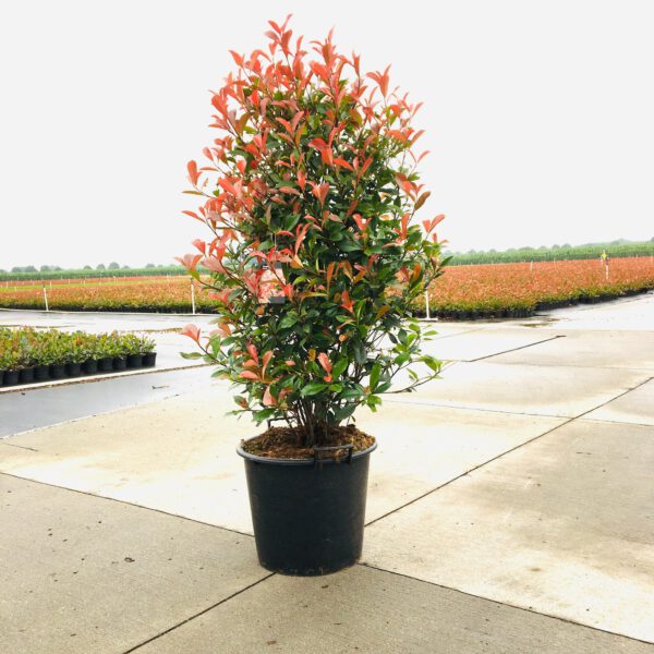 Photinia fraserii “Carré Rouge” - Glansmispel