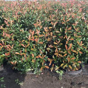 Haag van Photinia Carré Rouge