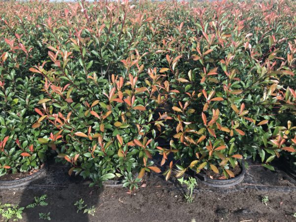 Haag van Photinia Carré Rouge