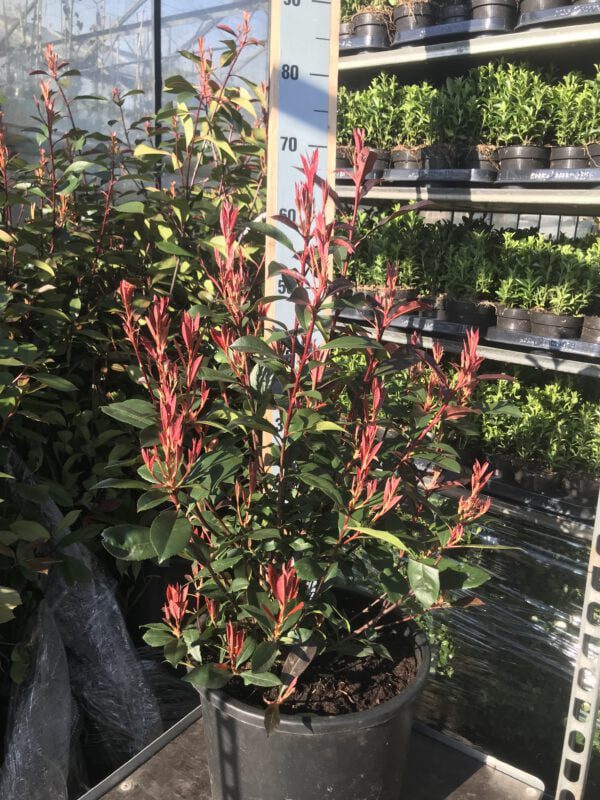 Photinia Carré Rouge in 30 cm pot,