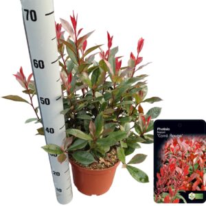 Photinia Carré Rouge de roodste en mooiste haag glansmispel