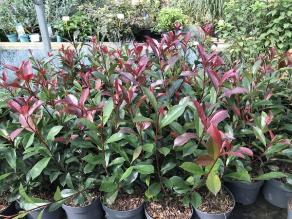 Photinia Carré Rouge, de mooiste compactste en roodste Photinia soort