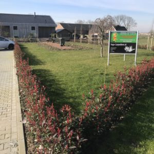 Voorbeeld haag Photinia “Carré Rouge”langs de P-Plaats bij onze kwekerij begint een blikvanger te worden