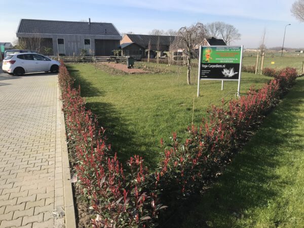 Voorbeeld haag Photinia “Carré Rouge”langs de P-Plaats bij onze kwekerij begint een blikvanger te worden