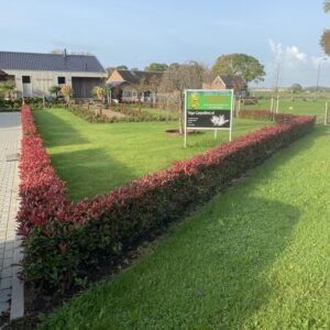 Photinia fraserii “Carré Rouge” - Glansmispel 40/60 t/m 60/80 cm