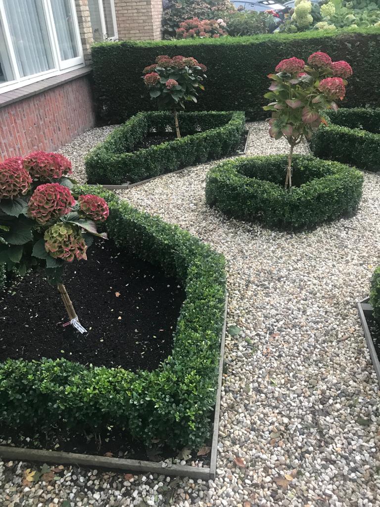 2019 geplant in Amstelveen , 17 cm pot met ilex Caroline Upright, Nu 2020 al een mooie strakke haag.