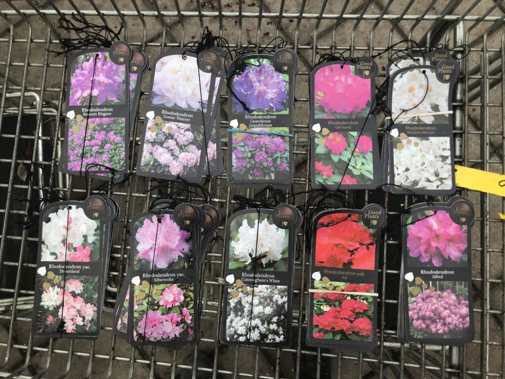 10 soorten rhododendron