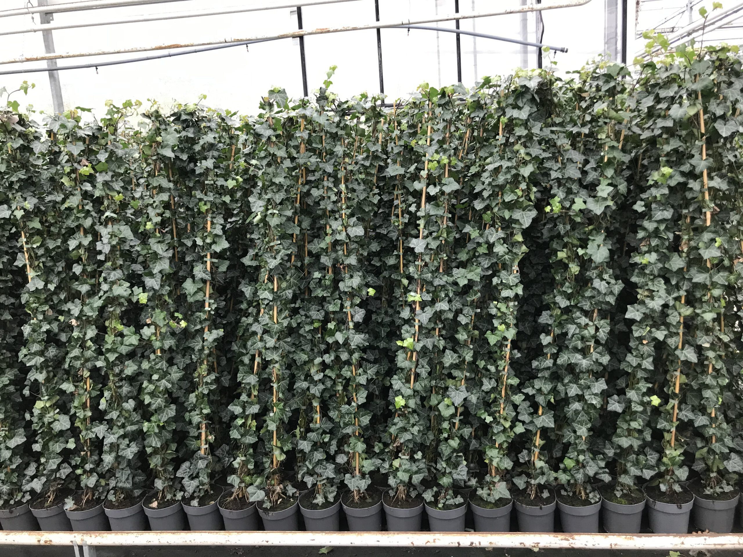 Hedera hibernica - Ierse klimop  20/40 cm  t/m  250/300 cm