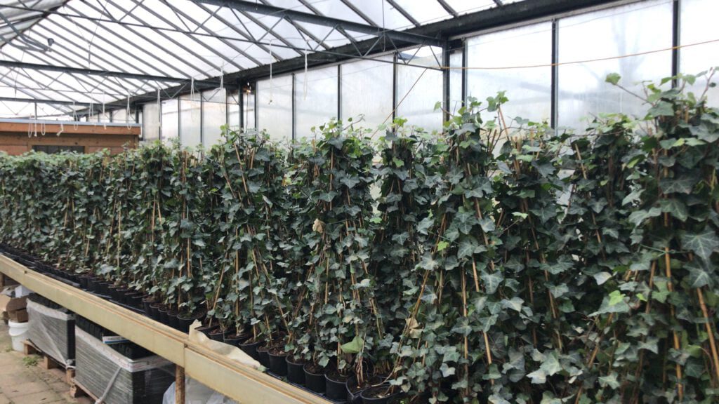 Hedera Hibernica 80/100 cm