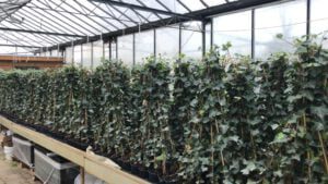 Hedera Hibernica 80/100 cm