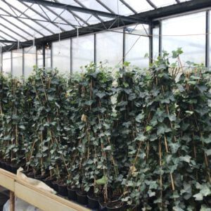 Hedera Hibernica 60/80 t/m 100/125 cm