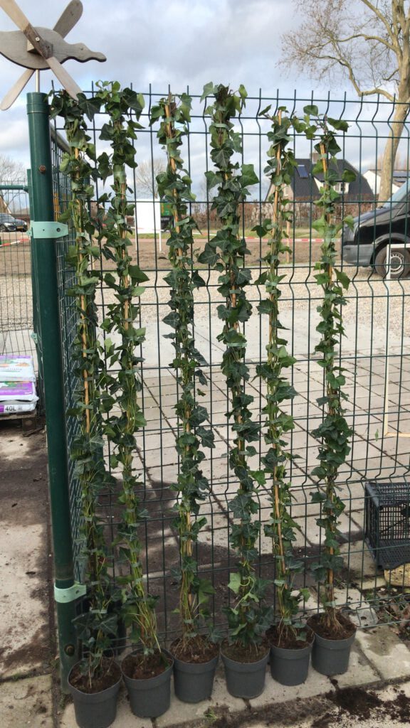 Volle Hedera hibernica, 6 planten per pot geplant, en wel 2-6 ranken bovenin, topkwaliteit van de Buxuskoning