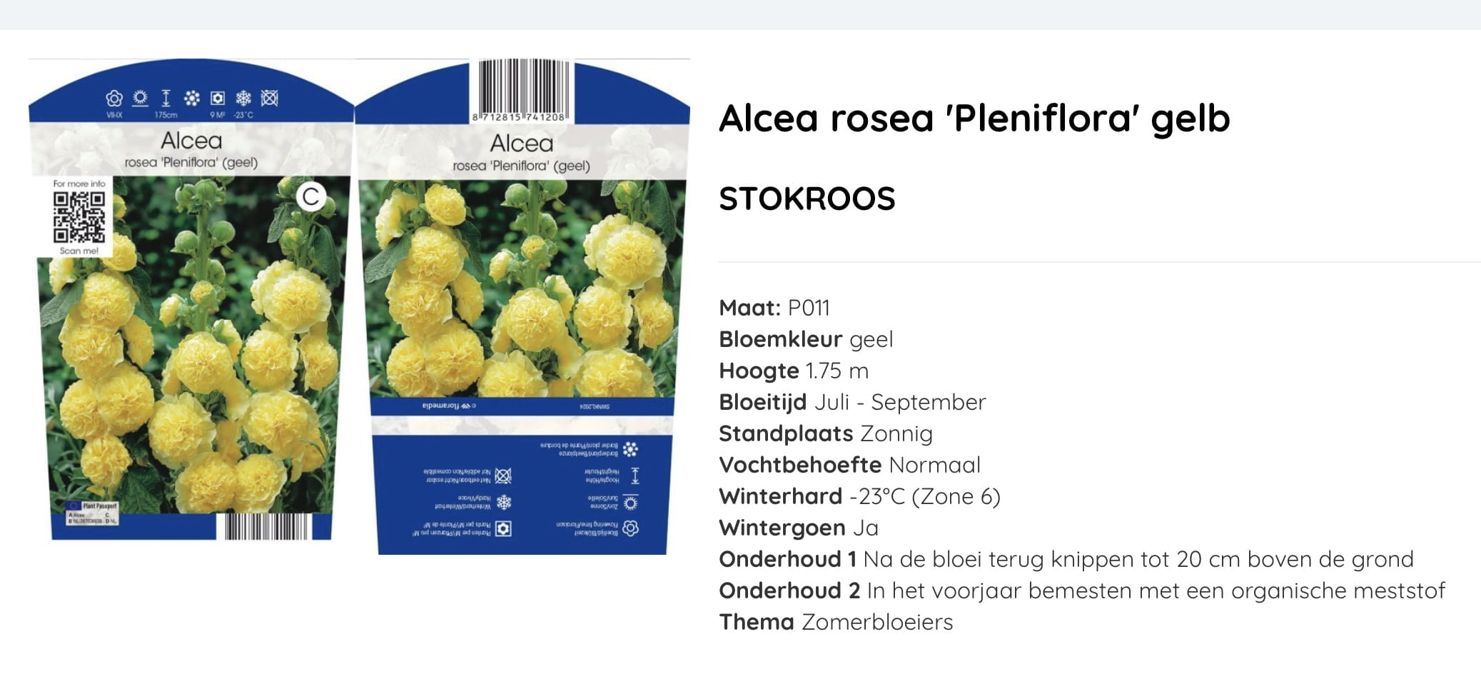 Alcea rosea Pleniflora Geel, dubbel bloemige stokroos