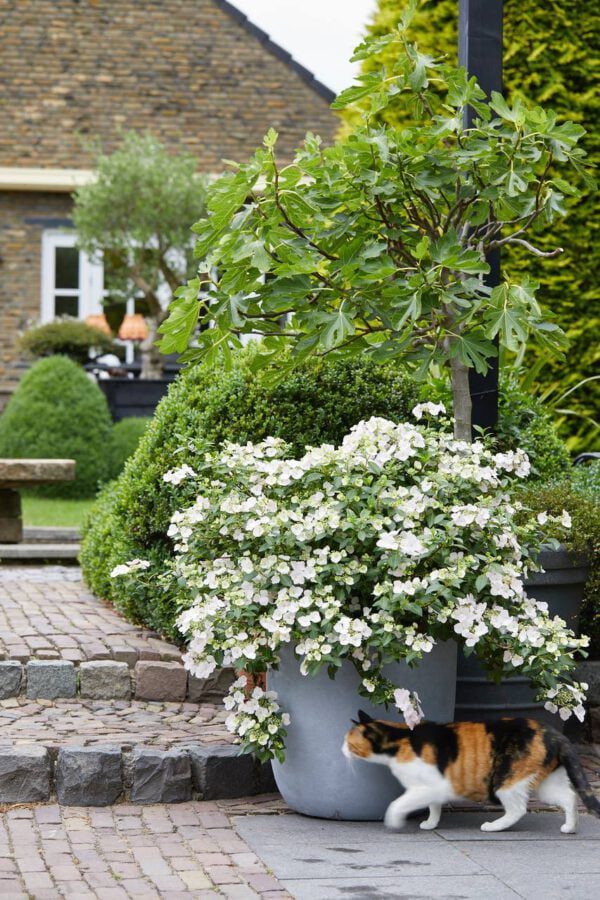 Hydrangea macrophylla “Runaway Bride” zeer rijk bloeiend van de vroege zomer tot deherfst. Met een zee van witte bloemen,