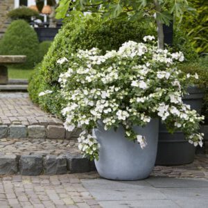 Hydrangea macrophylla “Runaway Bride” zeer rijk bloeiend van de vroege zomer tot deherfst. Met een zee van witte bloemen,