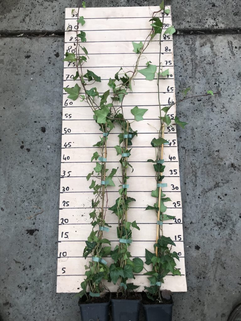 Hedera helix met 3/4 planten gemiddeld per pot