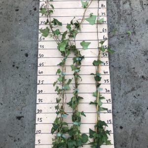 Hedera helix met 3/4 planten gemiddeld per pot