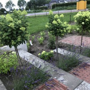 Lavandula Phenominal , met eerste jaar na aanplanten al volle struiken