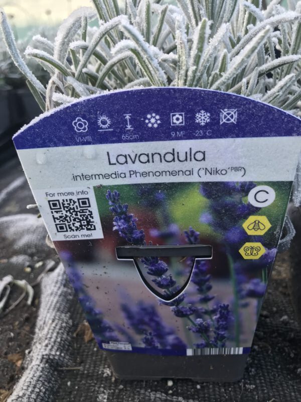 Lavandula Phenominal, geeft zéér grote paarse bloemen, wintergroene plant