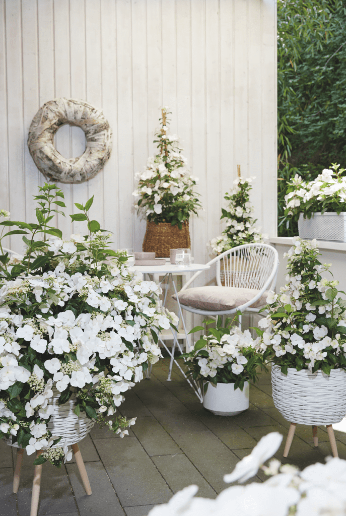 De plant werd in 2018 uitgeroepen tot ‘Plant of the Year’ tijdens de gerenommeerde Chelsea Flower Show. Runaway Bride is nu ook verkrijgbaar in Nederland.