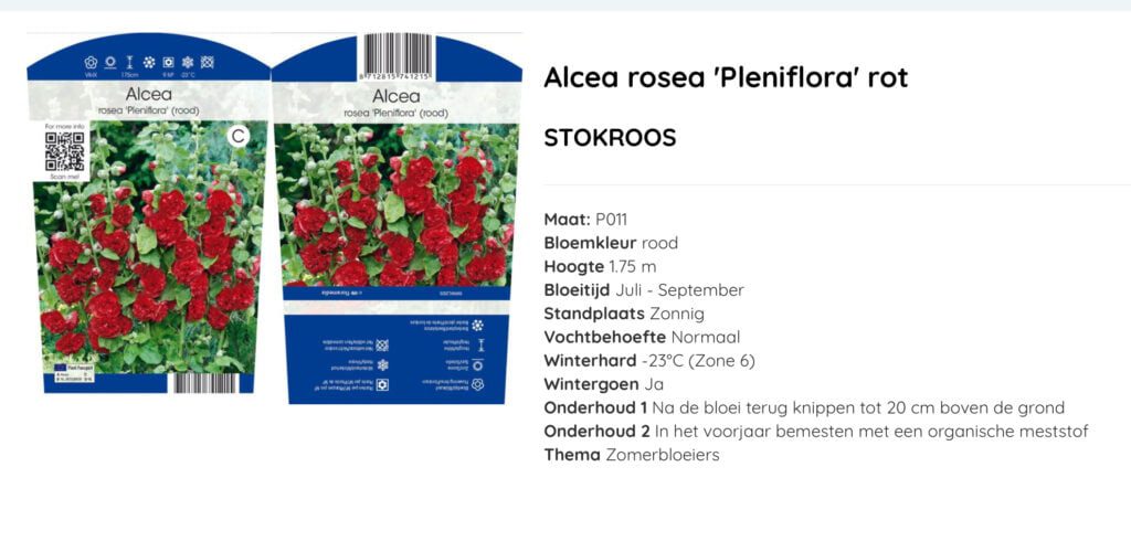Dubbelbloemige stokroos, lange bloeitijd