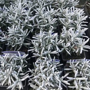 Lavandula Phenominal, geeft zéér grote paarse bloemen, wintergroene plant